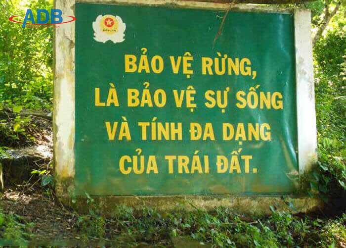 Quy định về Tội vi phạm quy định về khai thác, bảo vệ rừng và lâm sản 15 Quy định về Tội vi phạm quy định về khai thác, bảo vệ rừng và lâm sản