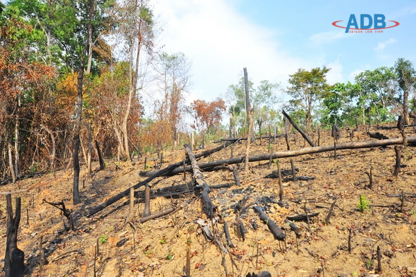 Quy định về Tội hủy hoại rừng 1 Quy định về tội hủy hoại rừng-Luật sư ADB SAIGON