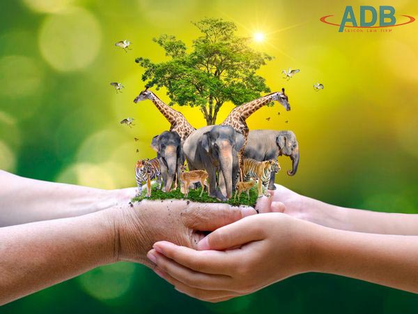 Động vật hoang dã và Tội vi phạm quy định về bảo vệ động vật hoang dã 13 Tội vi phạm quy định bảo vệ động vật hoang dã - Luật sư ADB SAIGON