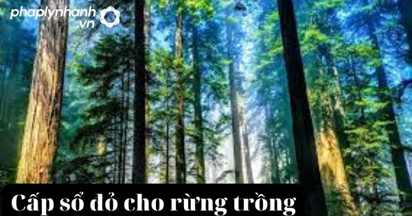 Điều kiện để rừng sản xuất là rừng trồng được cấp sổ đỏ 2 rừng sản xuất-tư vấn, hỗ trợ pháp lý nhanh