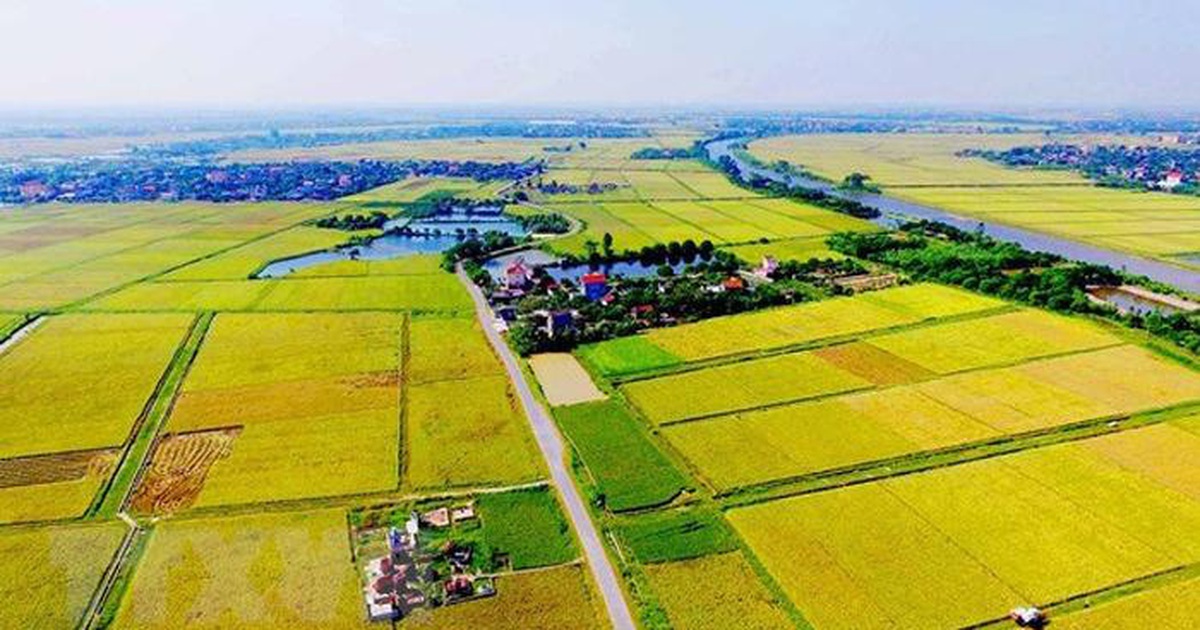 Xây mộ trên đất trồng lúa có được không? 11 miễn thuế sử dụng đất nông nghiệp-tư vấn, hỗ trợ pháp lý nhanh