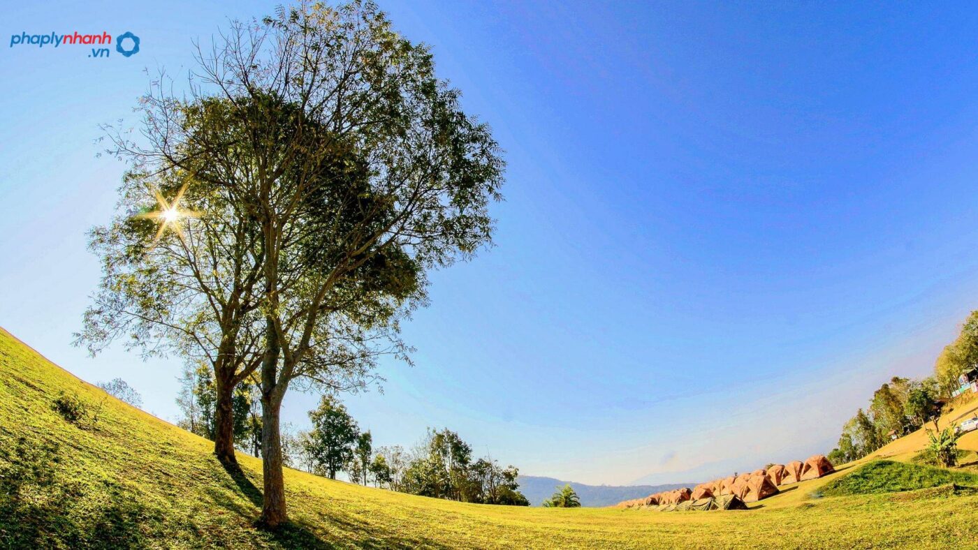 Tách thửa đất trồng cây lâu năm 10 Tách thửa đất trồng cây lâu năm-tư vấn, hỗ trợ pháp lý nhanh