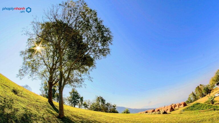 Tách thửa đất trồng cây lâu năm-tư vấn, hỗ trợ pháp lý nhanh