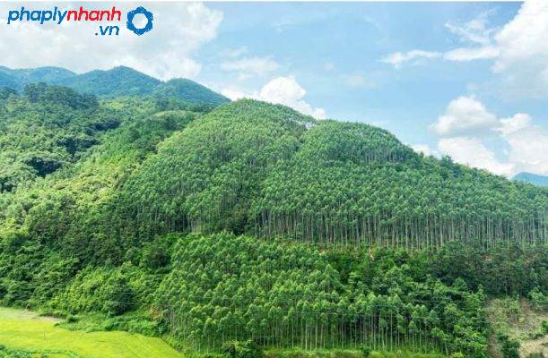 Phí chuyển đổi đất rừng sản xuất sang đất thổ cư 28 chuyển đổi đất rừng sản xuất-tư vấn, hỗ trợ pháp lý nhanh