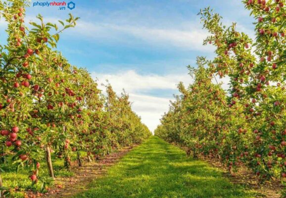 Hướng dẫn làm thủ tục gia hạn đất trồng cây hàng năm mới nhất 2023? 2 đất nông nghiệp trồng cây lâu năm- tư vấn, hỗ trợ pháp lý nhanh