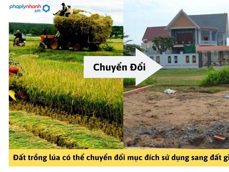Đất trồng lúa và thủ tục chuyển đổi đất trồng lúa sang các loại đất khác 10 đất trồng lúa và thủ tục chuyển đổi- tư vấn, hỗ trợ pháp lý nhanh