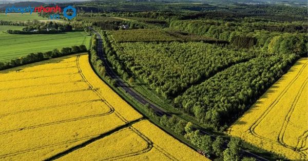 Đất trồng lúa là gì? Xây nhà trên đất trồng lúa bị phạt thế nào? 2 xây nhà trên đất trồng lúa-tư vấn, hỗ trợ pháp lý nhanh