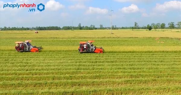 Thời hạn đất trồng lúa, gia hạn đất trồng lúa 4 đất trồng lúa-tư vấn hỗ trợ pháp lý nhanh