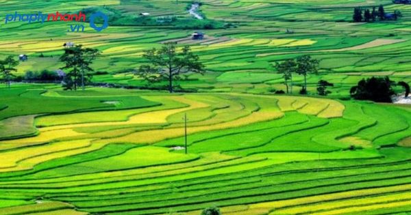 cho tặng đất ruộng-tư vấn, hỗ trợ pháp lý nhanh