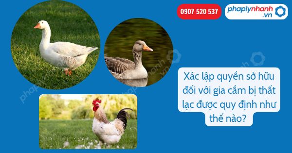 Xác lập quyền sở hữu đối với gia cầm bị thất lạc được quy định như thế nào? 1 Xác lập quyền sở hữu đối với gia cầm bị thất lạc được quy định như thế nào-Hỗ trợ, tư vấn pháp lý nhanh