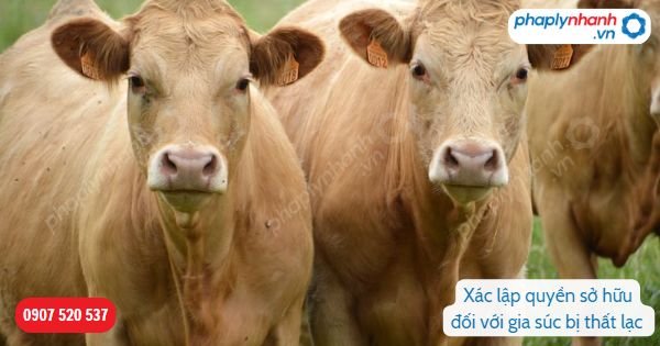 Xác lập quyền sở hữu đối với gia súc bị thất lạc được quy định như thế nào? 1 Xác lập quyền sở hữu đối với gia súc bị thất lạc-Hỗ trợ, tư vấn pháp lý nhanh