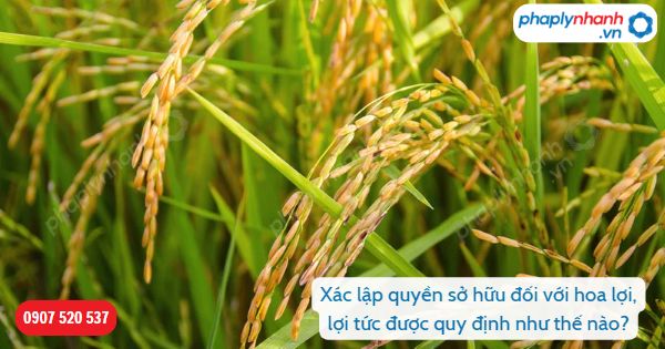 Xác lập quyền sở hữu đối với hoa lợi, lợi tức được quy định như thế nào? 1 Xác lập quyền sở hữu đối với hoa lợi, lợi tức-Hỗ trợ, tư vấn pháp lý nhanh