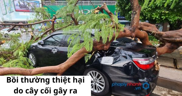 Trách nhiệm khi có cây cối, công trình gây thiệt hại được quy định như thế nào? 2 Bồi thường thiệt hại do cây cối gây ra