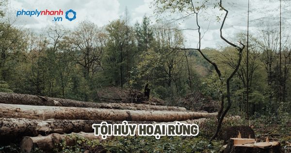 Tội hủy hoại rừng? 1 Tội hủy hoại rừng - Tư vấn, hỗ trợ pháp lý nhanh