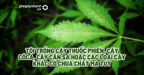 Tội trồng cây thuốc phiện, cây côca, cây cần sa hoặc các loại cây khác có chứa chất ma túy? 1 Tội trồng cây thuốc phiện, cây côca, cây cần sa hoặc các loại cây khác có chứa chất ma túy - Tư vấn, hỗ trợ pháp lý nhanh