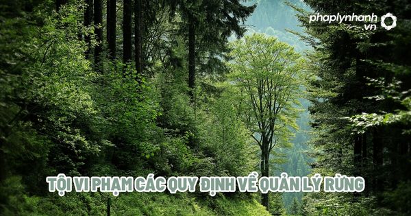 Tội vi phạm các quy định về quản lý rừng? 1 Tội vi phạm các quy định về quản lý rừng - Tư vấn, hỗ trợ pháp lý nhanh