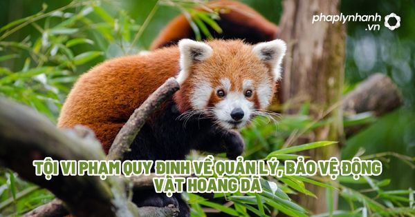Tội vi phạm quy định về quản lý, bảo vệ động vật hoang dã? 1 Tội vi phạm quy định về quản lý, bảo vệ động vật hoang dã - Tư vấn, hỗ trợ pháp lý nhanh