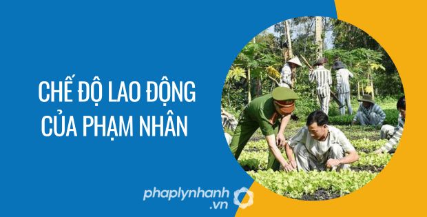 CHẾ ĐỘ LAO ĐỘNG CỦA PHẠM NHÂN 1 chế độ lao động của phạm nhân - Tư vấn hỗ trợ phaplynhanhchế độ lao động của phạm nhân - Tư vấn hỗ trợ phaplynhanh