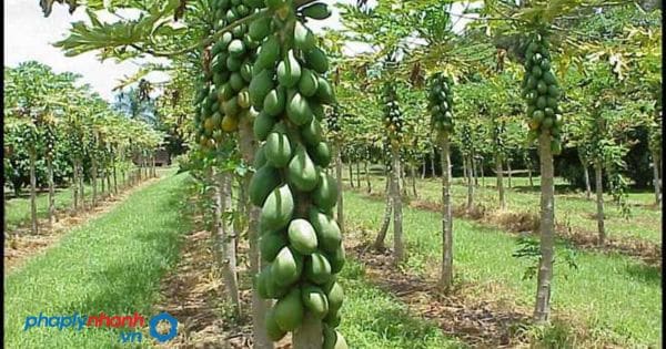 Lưu ý các vấn đề liên quan đến thuế đất nông nghiệp mới 2023 2 Lưu ý các vấn đề liên quan đến thuế đất nông nghiệp mới 2023