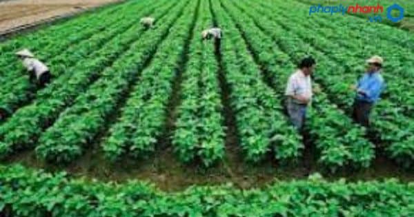 Thời hạn nộp thuế sử dụng đất nông nghiệp quy định là bao lâu? 1 Thời hạn nộp thuế sử dụng đất nông nghiệp quy định là bao lâu?