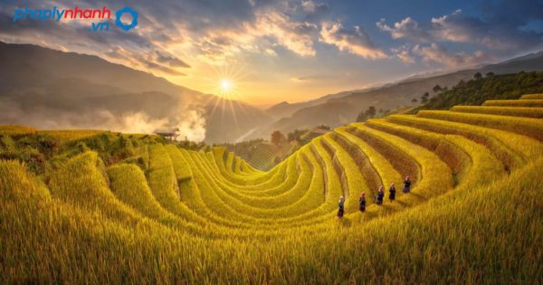 Có nên mua đất trồng cây hàng năm để đầu tư hay không? 2 Có nên mua đất trồng cây hàng năm để đầu tư hay không?-tư vấn, hỗ trợ pháp lý nhanh