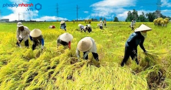 Quan niệm về thuế sử dụng đất nông nghiệp là gì? 6 Quan niệm về thuế sử dụng đất nông nghiệp-tư vấn, hỗ trợ pháp lý nhanh