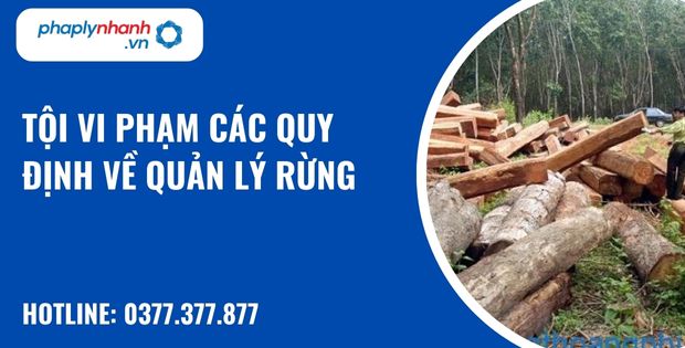 Tội vi phạm các quy định về quản lý rừng - hỗ trợ, tư vấn pháp lý nhanh