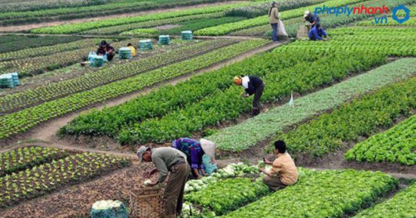 Quy định về các trường hợp nào được miễn hoặc giảm thuế sử dụng đất nông nghiệp? 1 Quy định về các trường hợp nào được miễn hoặc giảm thuế sử dụng đất nông nghiệp?-tư vấn, hỗ trợ pháp lý nhanh