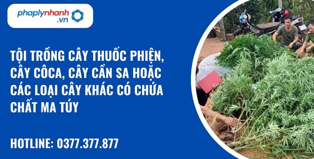 Quy định về tội trồng cây thuốc phiện, cây côca, cây cần sa hoặc các loại cây khác có chứa chất ma túy như thế nào? 1 tội trồng cây thuốc phiện, cây côca, cây cần sa hoặc các loại cây khác có chứa chất ma túy - hỗ trợ, tư vấn pháp lý nhanh