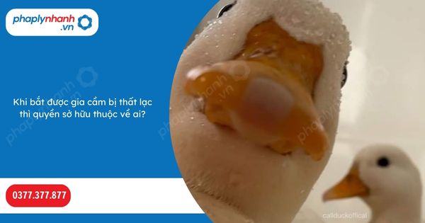 Khi bắt được gia cầm bị thất lạc thì quyền sở hữu thuộc về ai? 1 Khi bắt được gia cầm bị thất lạc thì quyền sở hữu thuộc về ai-Hỗ trợ, tư vấn pháp lý nhanh