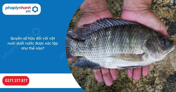 Quyền sở hữu đối với vật nuôi dưới nước được xác lập như thế nào? 1 Quyền sở hữu đối với vật nuôi dưới nước được xác lập như thế nào-Hỗ trợ, tư vấn pháp lý nhanh