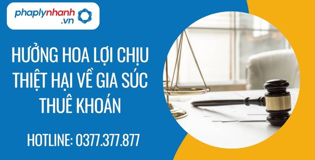Hưởng hoa lợi chịu thiệt hại về gia súc thuê khoán như thế nào? 1 hưởng hoa lợi chịu thiệt hại về gia súc thuê khoán - Tư vấn hỗ trợ phaplynhanh