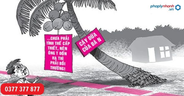 Pháp luật quy định Cây đổ sang đất nhà hàng xóm thì xử lý như thế nào? -tư vấn, hỗ trợ pháp lý nhanh