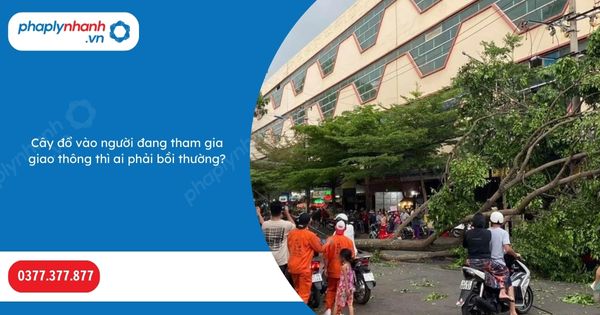 Cây đổ vào người đang tham gia giao thông thì ai phải bồi thường? 1 Cây đổ vào người đang tham gia giao thông thì ai phải bồi thường-Hỗ trợ, tư vấn pháp lý nhanh