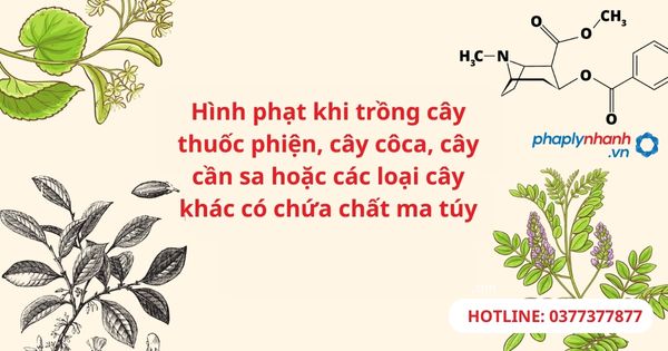 Hình phạt khi trồng cây thuốc phiện, cây côca, cây cần sa hoặc các loại cây khác có chứa chất ma túy 1 Hình phạt khi trồng cây thuốc phiện, cây côca, cây cần sa hoặc các loại cây khác có chứa chất ma túy